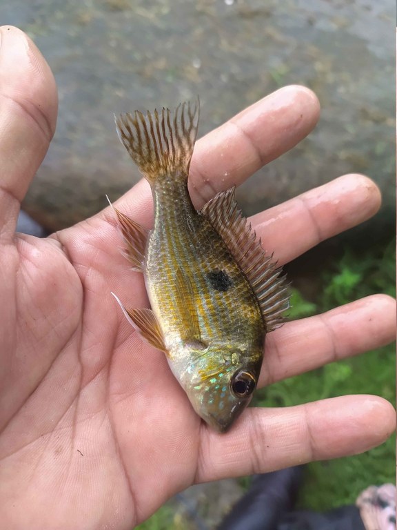 Geophagus parnaibae (Cará).jpg