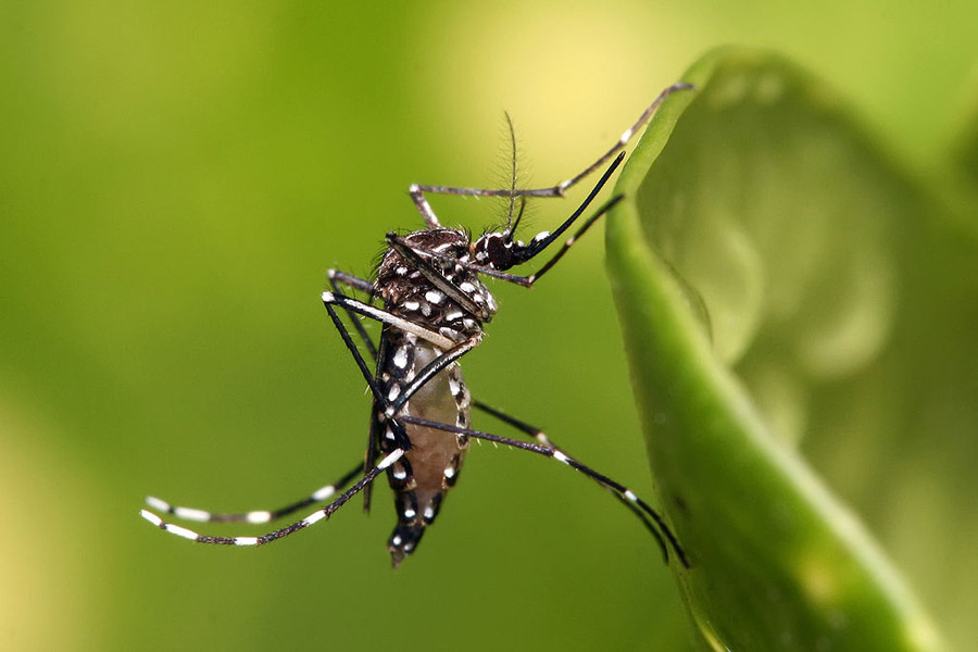 1024px-Aedes_aegypti.jpg