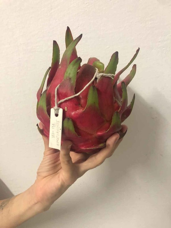 Agropecuária sustentável pitaya - Divulgação.jpg