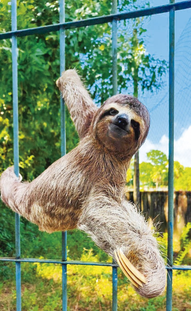 Bicho-preguiça-encontrado-na-grade-da-UFPB-(6).jpg Bicho-preguiça-encontrado-na-grade-da-UFPB-(6).jpg
