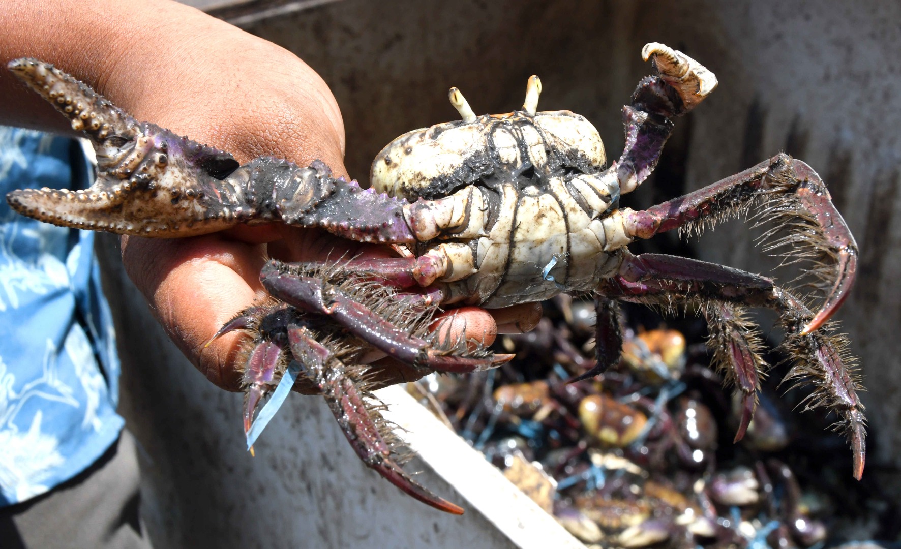 Carangueijo-UÇÁ_F. EVANDRO  (3).JPG