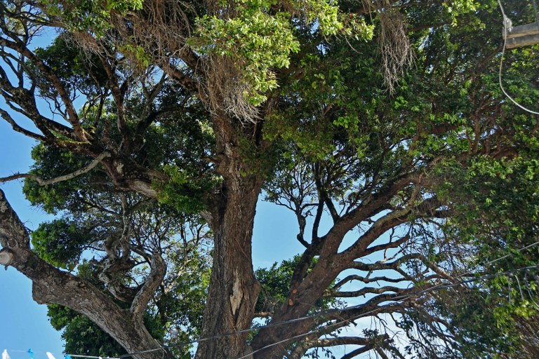 2025.11.24 árvore centenária na Penha © Carlos Rodrigo (11).JPG