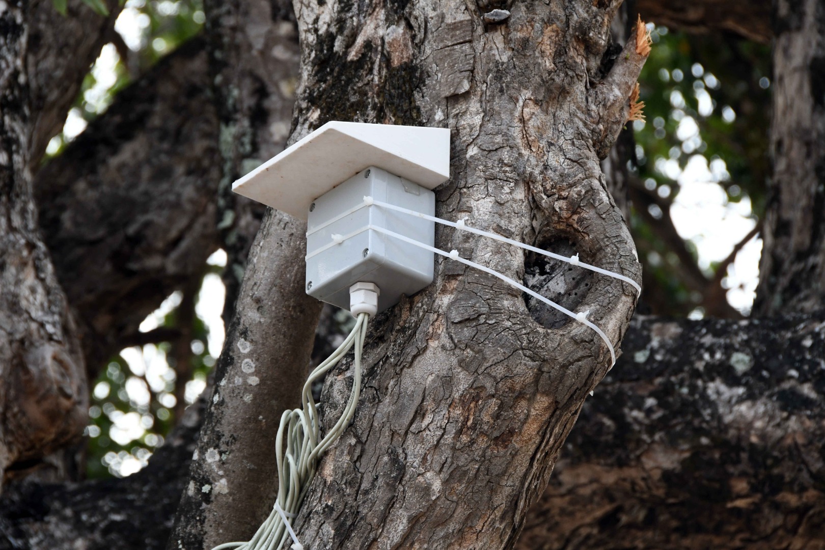 Radar Árvore Inteligente_F. Evandro (2).JPG