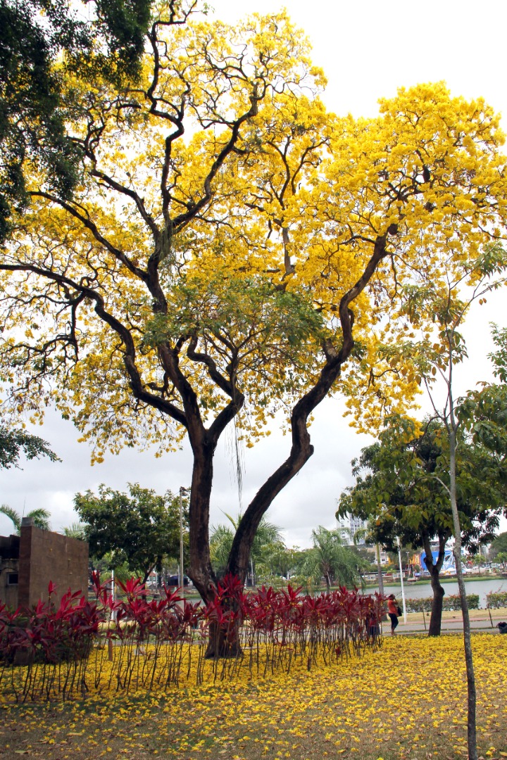 Floração dos Ipês Amarelo_F. Evandro (2)_compressed (1).JPG