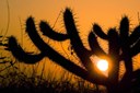 radar-calor-caatinga(Semas)2.jpg