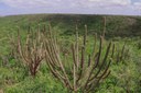 Vegetação caatinga.jpg