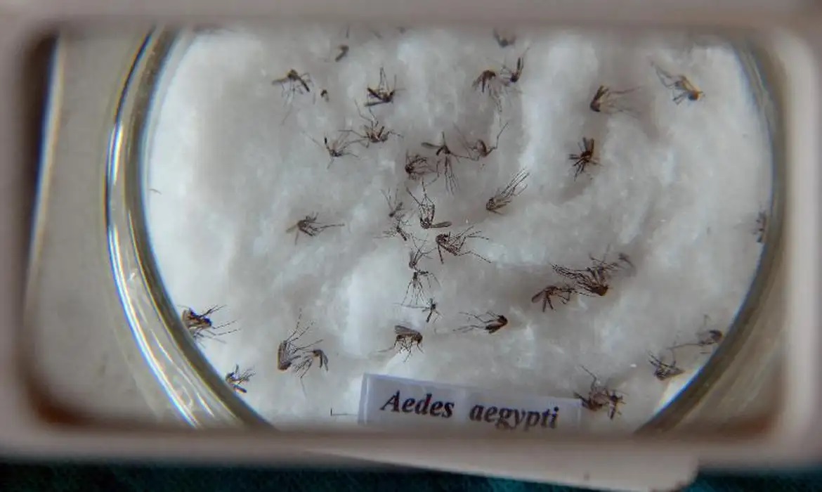 aedes_aegypti  Foto Divulgação Arquivo Agência Brasil.jpg
