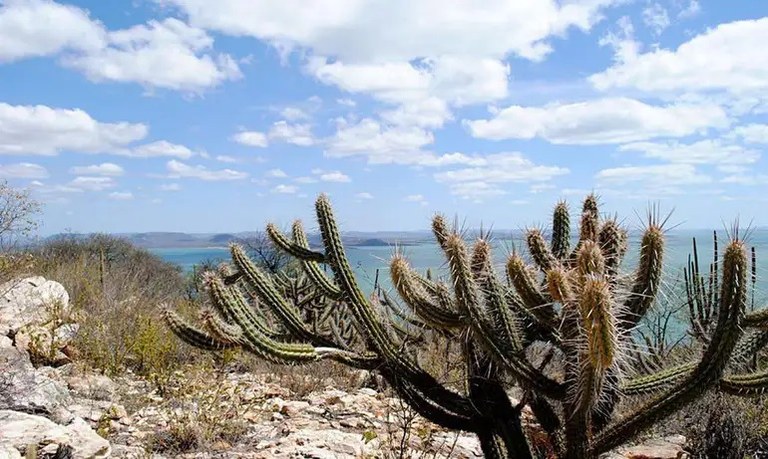 caatinga ok - Gabriel Carvalho_Setur-BA.jpg