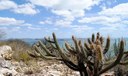 caatinga ok - Gabriel Carvalho_Setur-BA.jpg