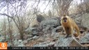 Macaco Prego - arquivo Sudema.jpeg