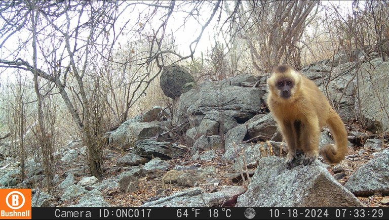 Macaco Prego - arquivo Sudema.jpeg