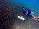 Busca ativa do peixe-leão - credito Clube do Mergulho (4).jpg