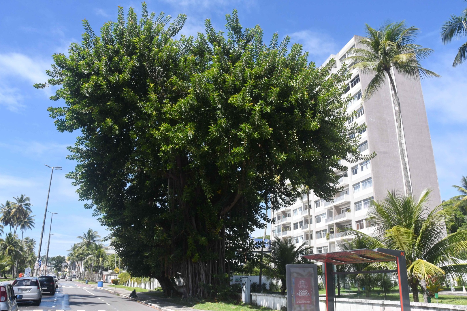2025.07.29_arvores centenarias_gameleira © Roberto Guedes (2).JPG