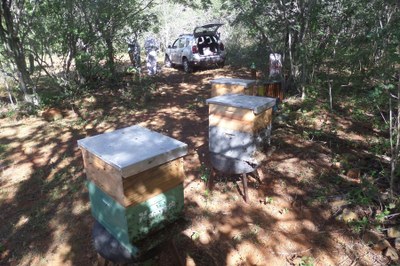 Além de aumentar a renda dos apicultores, a proposta consiste em trabalhar a alta produtividade de colmeias