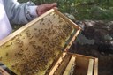 apicultura emepa3 23 07.jpg