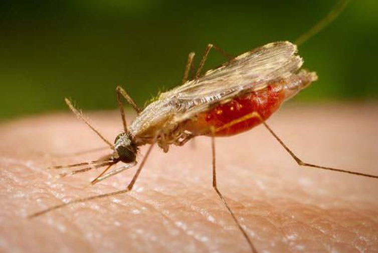 anopheles.jpg