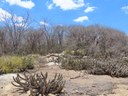 Área de vegetação de Caatinga preservada, é na APA do Cariri (PB), uma das mais importantes Unidades de Conservação do Estado - .jpeg