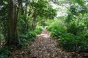 ARBORIZAÇÃO DE JOÃO PESSOA_F. EVANDRO (4).JPG