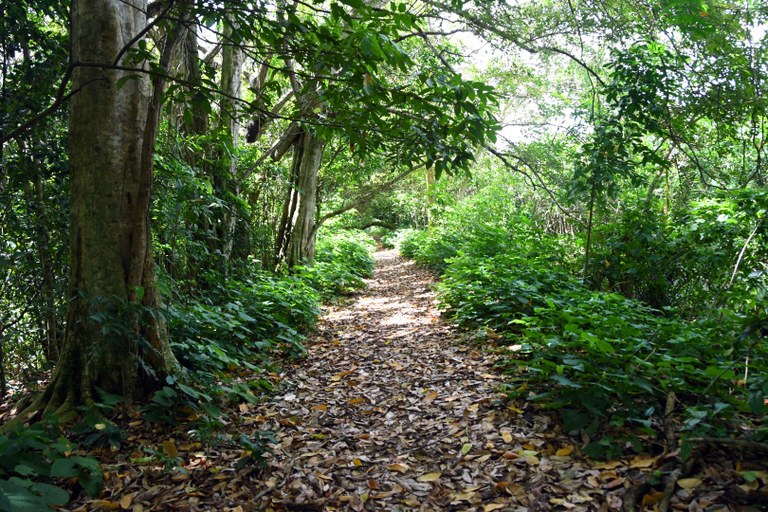 ARBORIZAÇÃO DE JOÃO PESSOA_F. EVANDRO (4).JPG