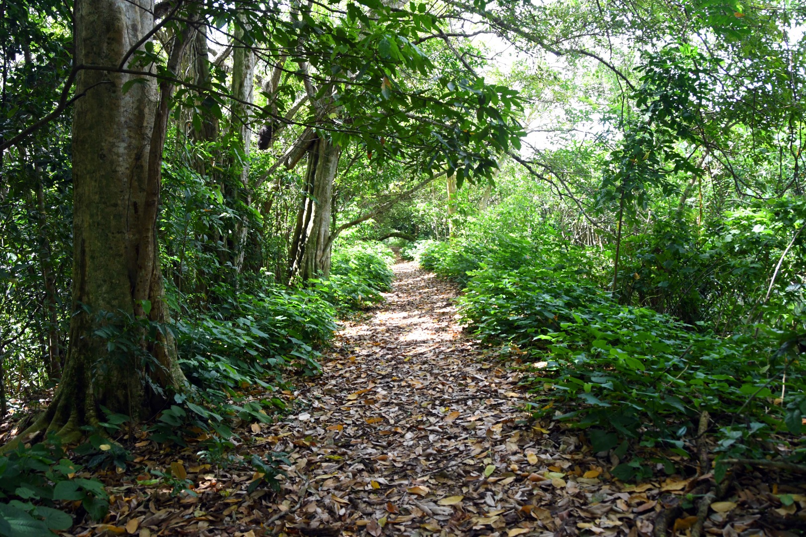 ARBORIZAÇÃO DE JOÃO PESSOA_F. EVANDRO (4).JPG