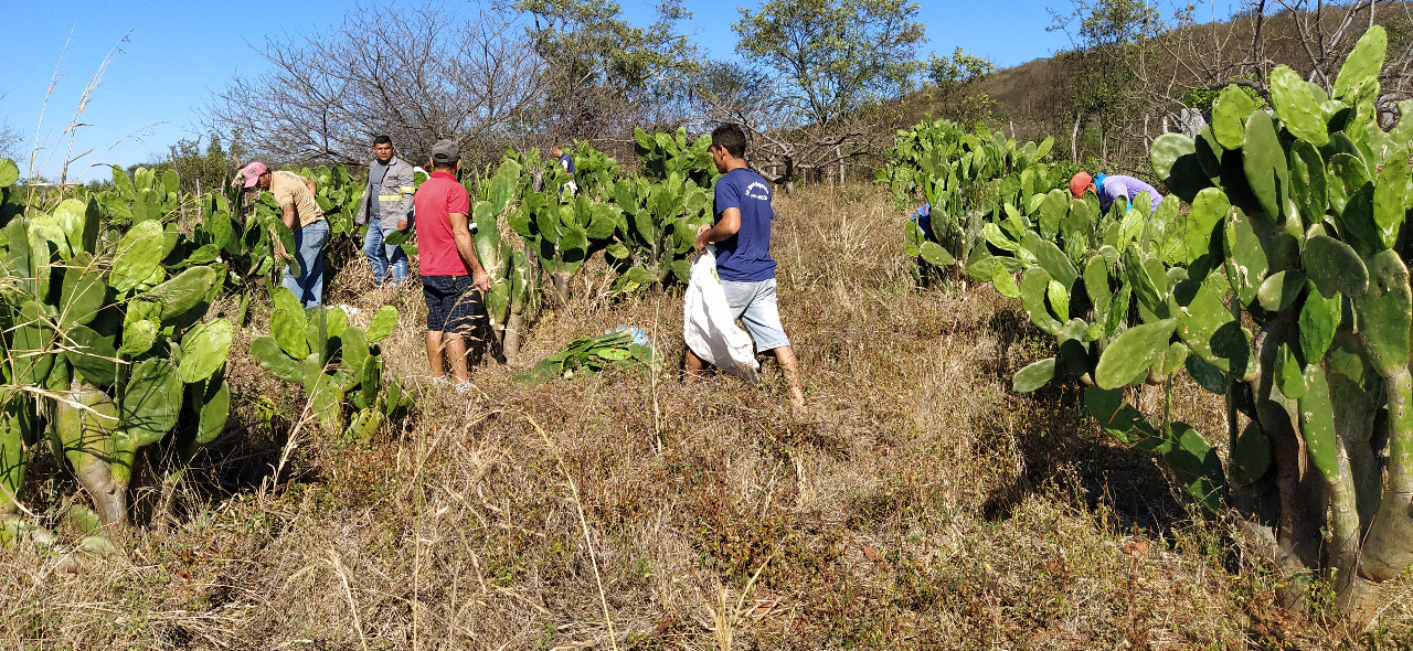 palma forrageira - 2 Divulgação Empaer.jpg