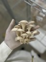 grupo fungi 2.jpg