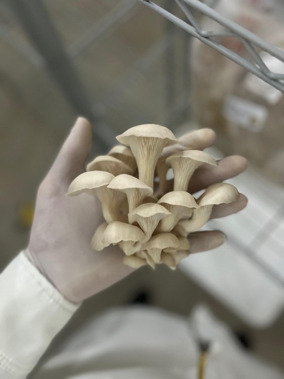 grupo fungi 2.jpg