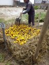 Pesquisa Empasa compostagem laranjas - arquivo pessoal Silvana Alves (3).jpeg