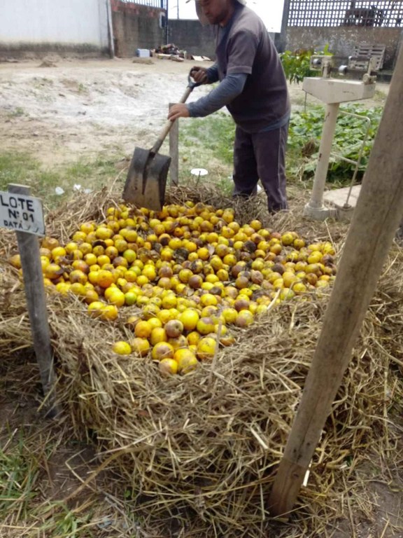 Pesquisa Empasa compostagem laranjas - arquivo pessoal Silvana Alves (3).jpeg