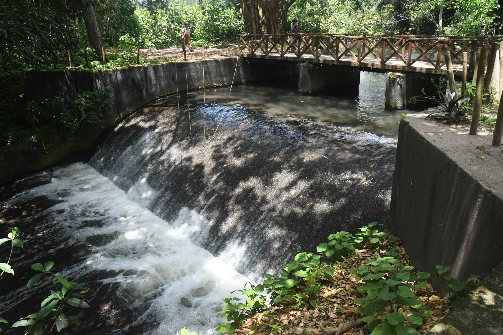 2025.09.18_Rio Jaguaribe_ponte jardim botanico © Roberto Guedes (75).JPG