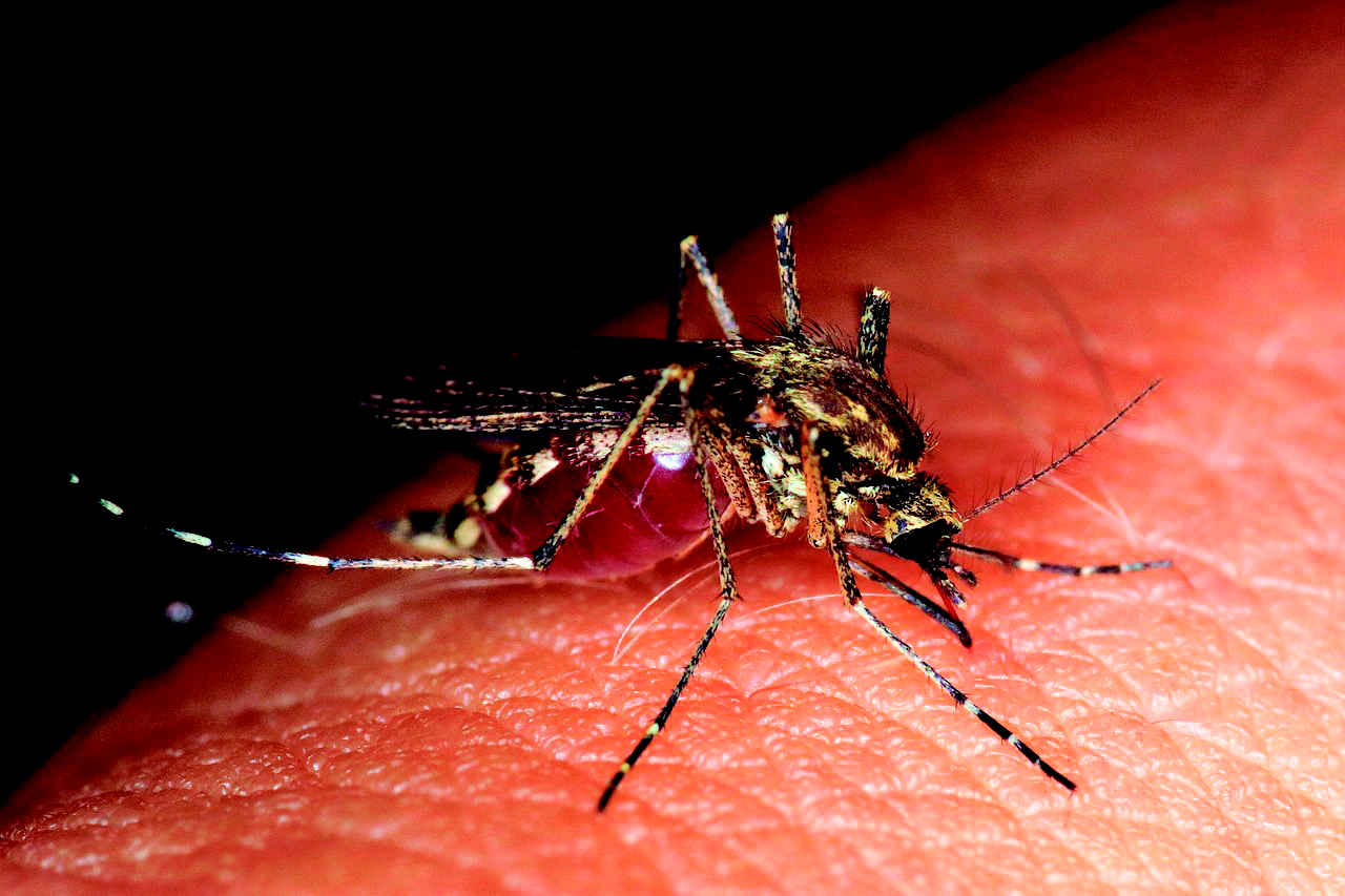 mosquito-4406812_1280 pixabay.jpg