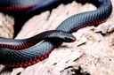 red-bellied-black-snake-6749361_1280 pixabay.jpg