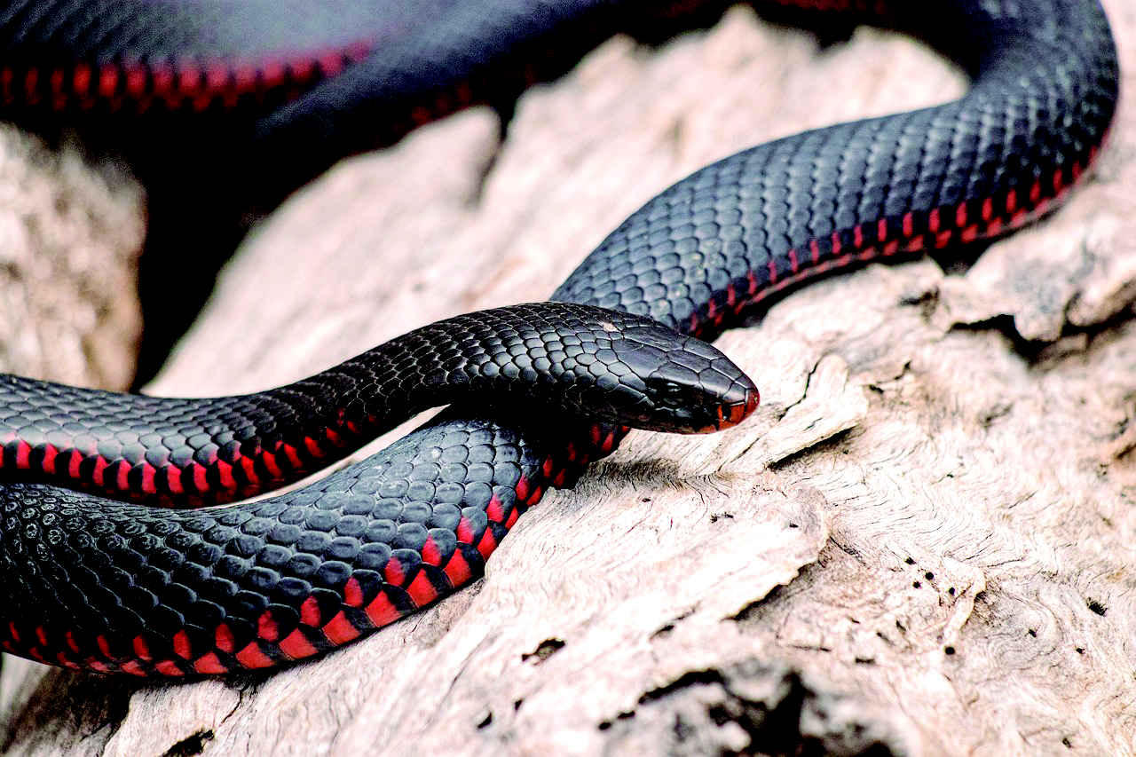 red-bellied-black-snake-6749361_1280 pixabay.jpg