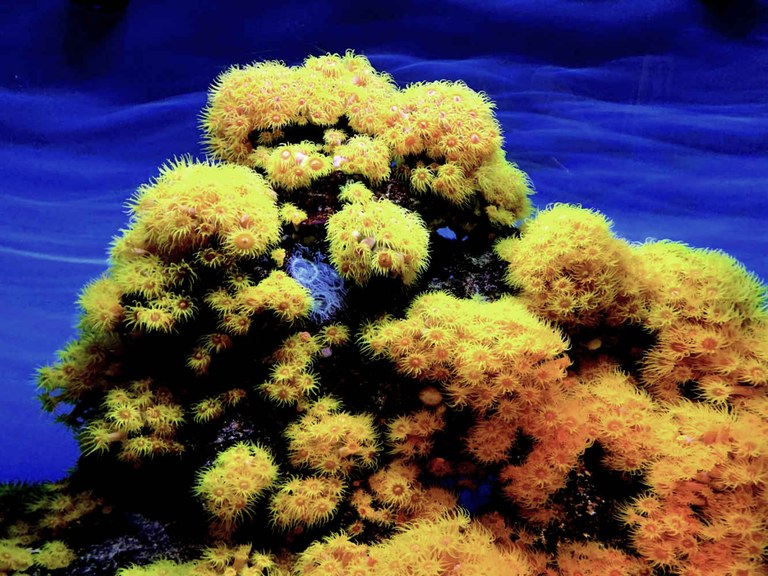 Coral-sol - Pexels (1).jpg