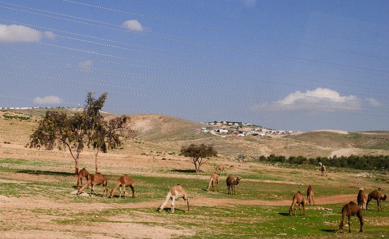 Camelos.jpg