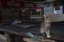 2025.10.07 Abandono de animais © Leonardo Ariel (16).JPG
