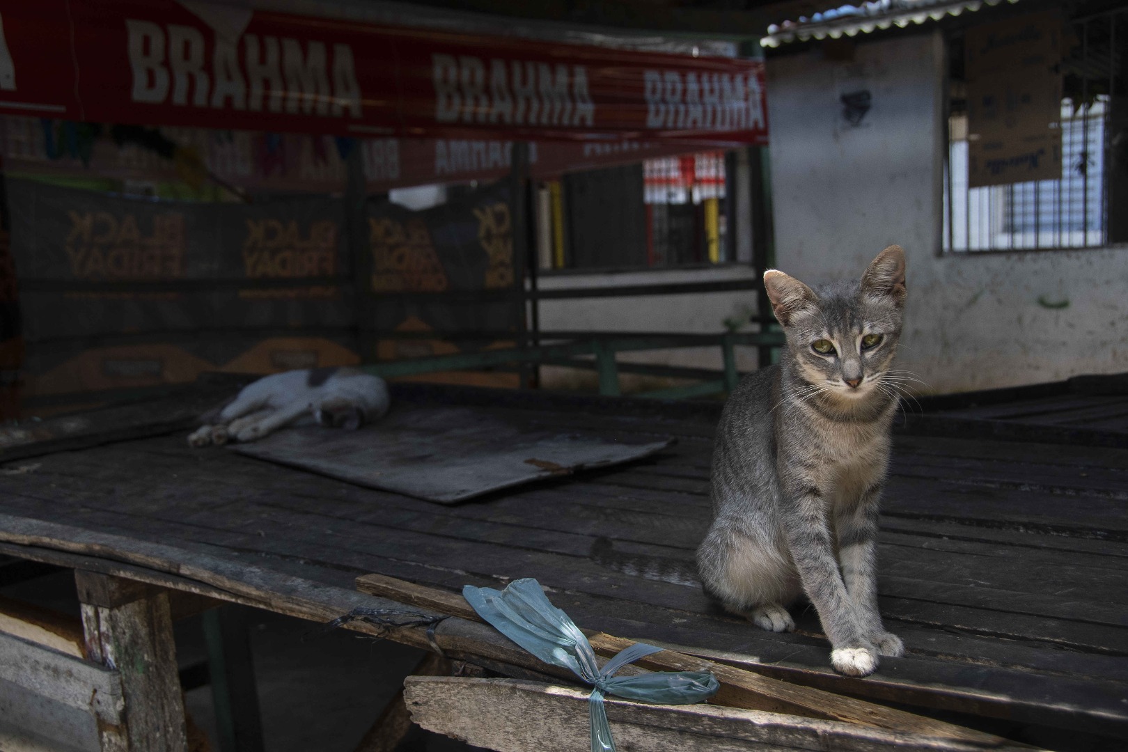 2025.10.07 Abandono de animais © Leonardo Ariel (16).JPG