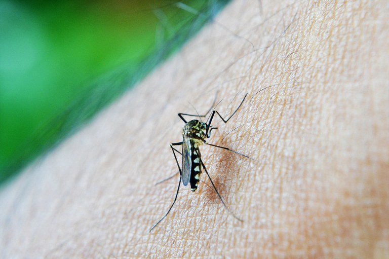 Mosquito dengue Foto Pixabay.jpg