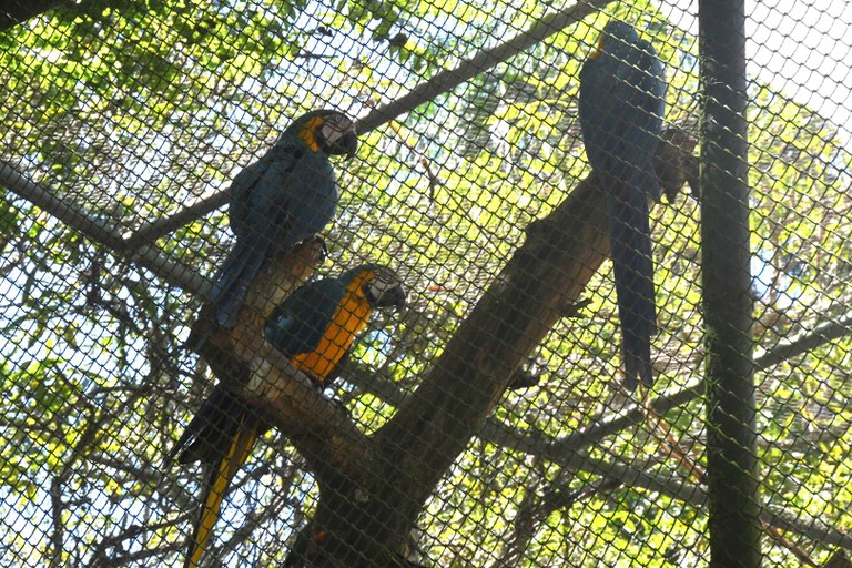 2025.05.02 Animais Resgatados Bica_Arara Azul © João Pedrosa (35).JPG