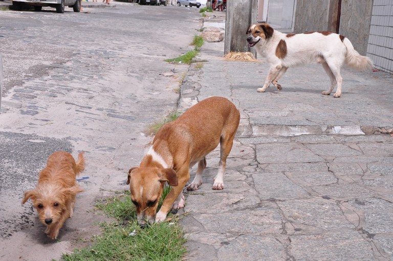 Cachorros © Ortilo Antonio_Arquivo A Uniao.JPG