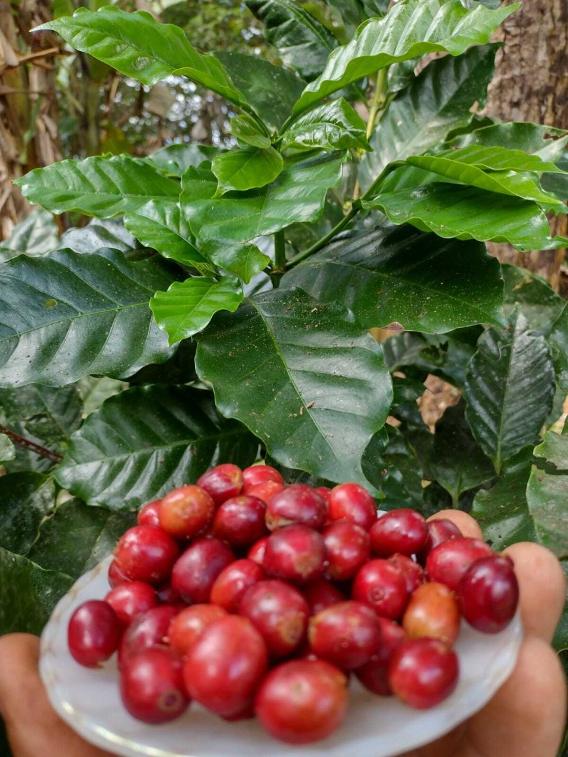 Café_Sítio-Flor-do-Café_Bananeiras_arquivo-pessoal-Alexandre.jpg