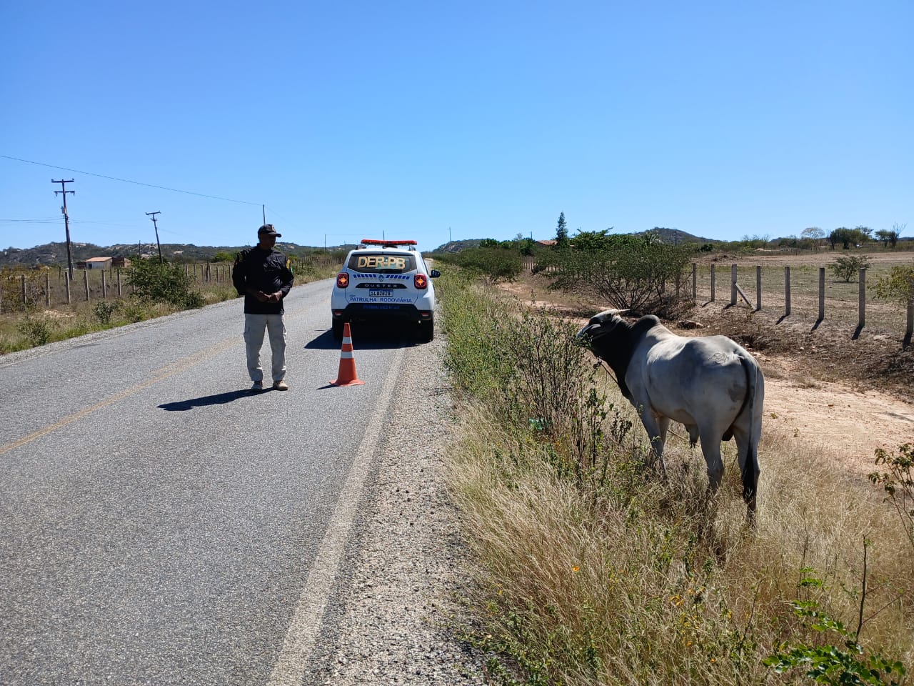 campanha sobre risco de animais na pista - credito DER-PB  (1).jpeg