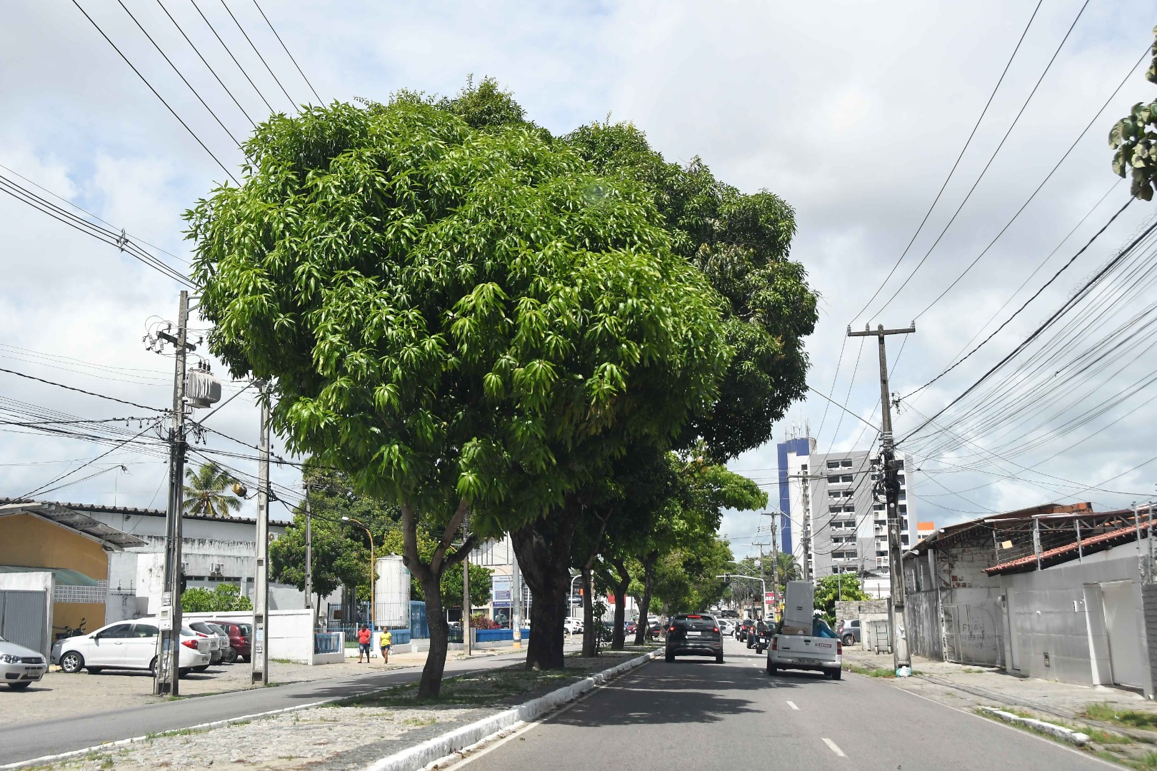 2024.02.19_saude das arvores © roberto guedes (5).JPG