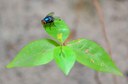 animais_insetos_mosca © roberto guedes (15).JPG