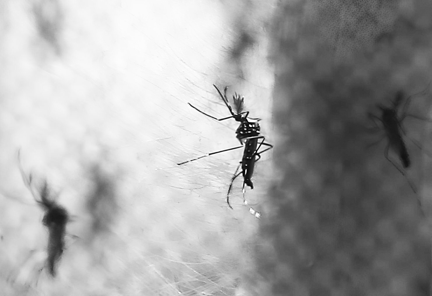 Aedes © Fabio Mota_Estadao Conteudo_EDITADA.jpg