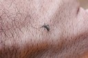 aedes-wolbachia-wolbito-mc_abr_09092025-22.jpg