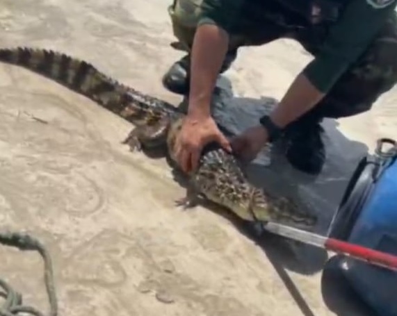 Filhote de jacaré na praia - Divulgação Guarda Metropolitana de Cabedelo (1).jpg