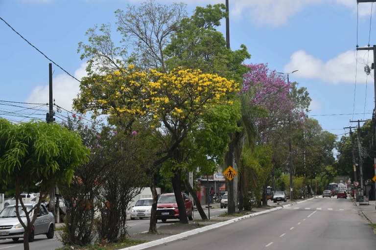 2025.11.04 Floração Ipê Rosa © Leonardo Ariel (10).JPG