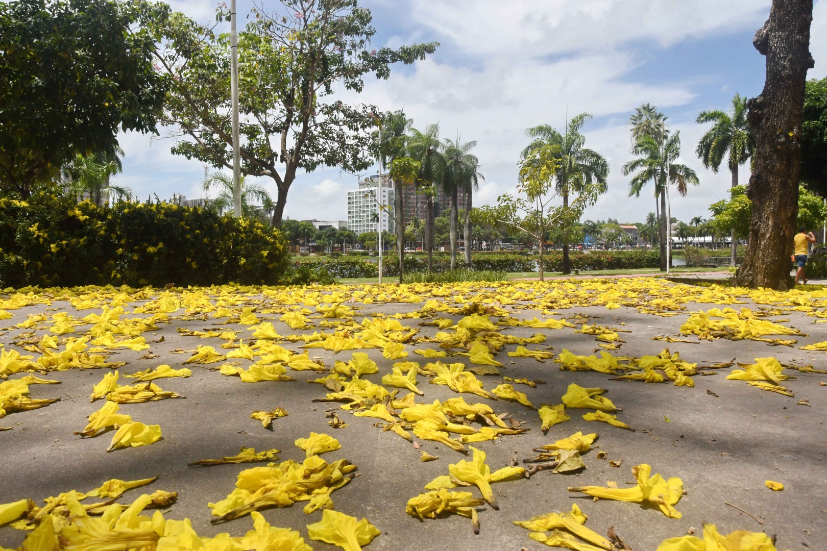 2026.01.19_florada dos ipes © Roberto Guedes (112).JPG
