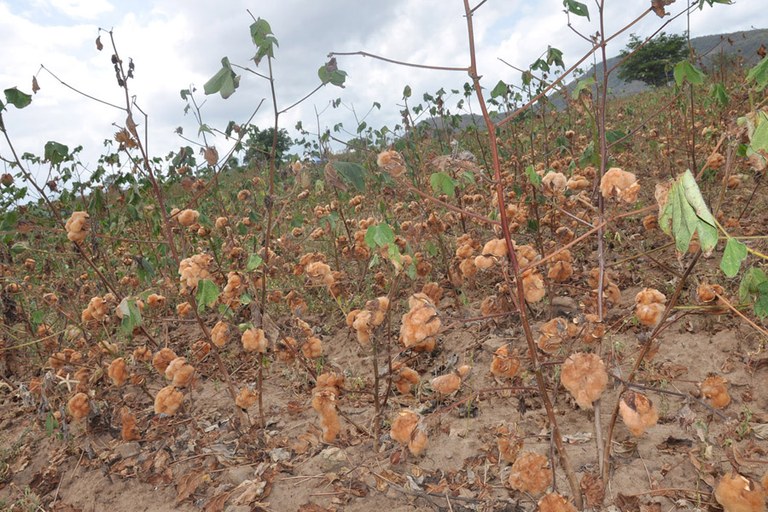 emater pb governo distribui sementes do algodao organico (1).JPG emater pb governo distribui sementes do algodao organico (1).JPG